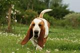 BASSET HOUND 131